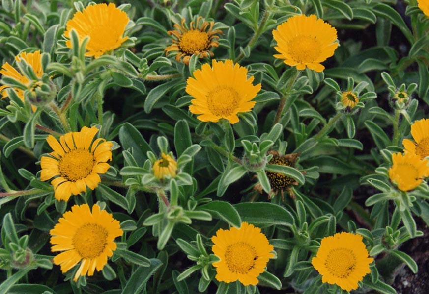 Pallenis maritima photo